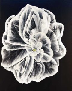 White Camellia
