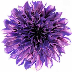 Dahlia - Emperor