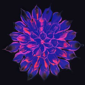 Dahlia - Royal Glow