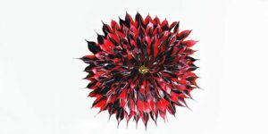 Dahlia - Red Velvet