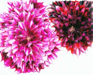 Dahlia - She's Special