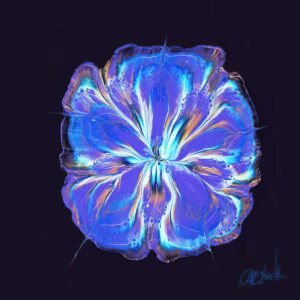Blue Chiffon - Rose of Sharon