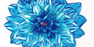 Dahlia - Bahamian Blue2
