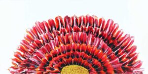 Dahlia - The Other Half2