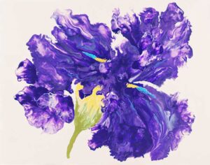 Iris - Absolute Royal